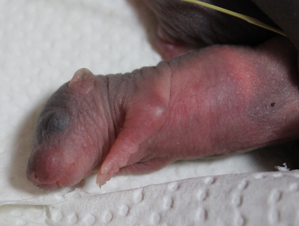 Halbwilde Ratten Tag 4 baby Nabelschnur
