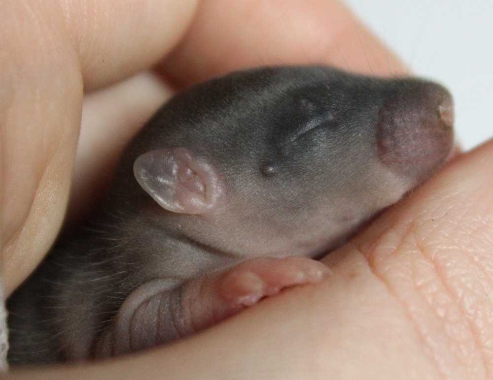 Shubs halbwilde Rattenbabys 22.10.2015 Tag 8 ohrpfropfen Babymädchen